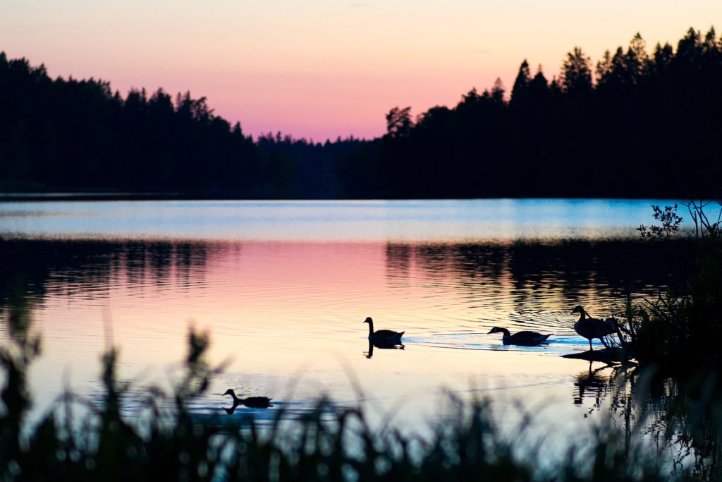 Ducks swimming on a lake at sunset